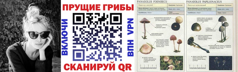 Галлюциногенные грибы прущие грибы Рассказово